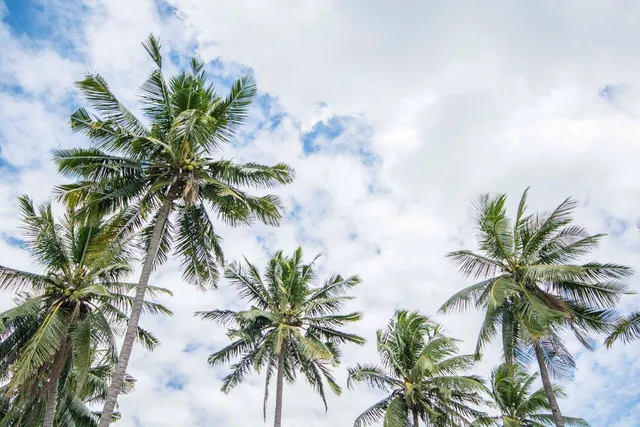 Fiji — photograph 9