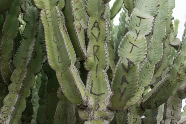 Lanzarote — photograph 10