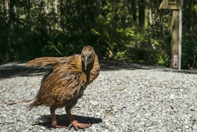 New Zealand — photograph 5