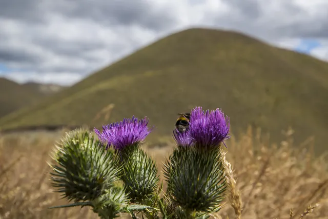 New Zealand — photograph 27