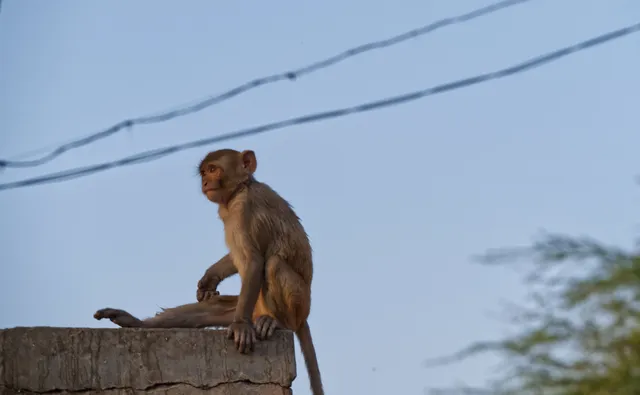Rajasthan — photograph 10