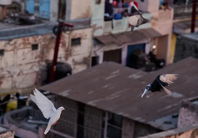 Rajasthan — photograph 17
