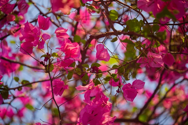 Rajasthan — photograph 28